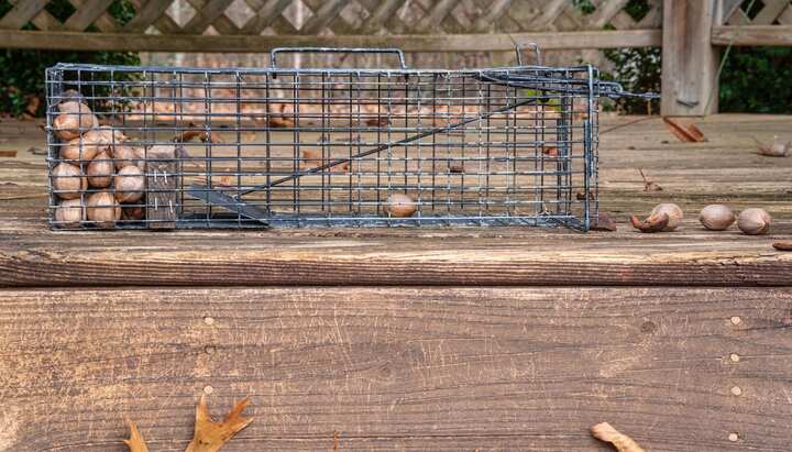Professional-Wildlife-Control in Frankford