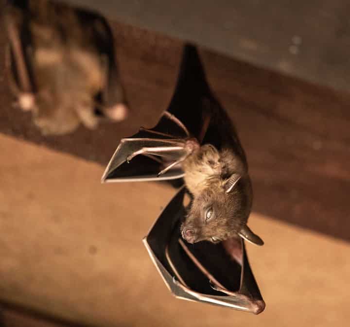 Wildlife-Bats in Frankford